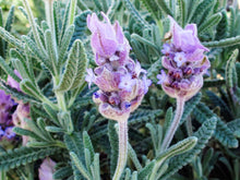 Load image into Gallery viewer, NaturaverdePro - Lavender Wax with Chamomile
